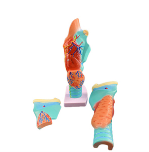 Mô Hình Giải Phẫu Họng Giảng Dạy Y Tế, Mô Hình Giảng Dạy Bệnh Viện Tuyến Giáp Mạch Máu Thanh Quản - Product Image 4