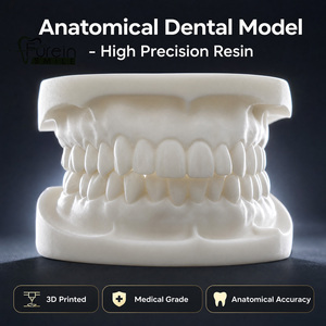 Modelo de Demostración Anatómico de Implante Dental de Tamaño Real, Personalizable, Material de Enseñanza de Ciencias Médicas, Directo de Fábrica, OEM - Product Image 2