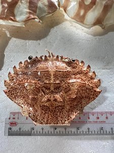 เปลือกปูแห้งสำหรับอาหารร้านอาหารบัวสีฟ้าเวียดนาม - Product Image 4