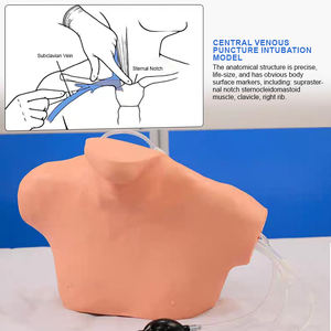 Maniquí Anatómico de Medio Cuerpo de PVC BIX-L68B para Entrenamiento de Punción Venosa Central en Ciencias Médicas - Product Image 4