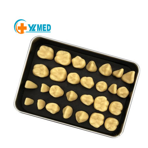 2x Grand Modèle Pédagogique Dentaire 28 Dents, Modèle Anatomique de la Bouche <span class=keywords><strong>Adulte</strong></span> avec 2 Dents Permanentes pour la Science Médicale CE/ISO - Product Image 1