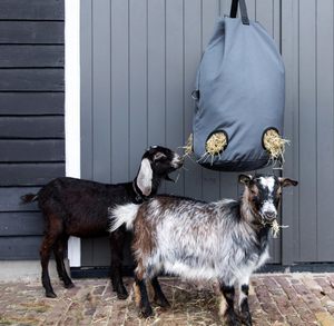 Échantillon gratuit, vente en gros, sac en filet rond en polyester confortable et lent pour l'alimentation des chevaux, sac en filet pour l'alimentation lente pour économiser du foin, bonne santé - Product Image 2