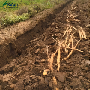 Tranches de Yam chinois - Médicament chinois à base de plantes pur et naturel - Tranches séchées de Tiegun <span class=keywords><strong>Shan</strong></span> <span class=keywords><strong>Yao</strong></span> utilisées pour la préparation de soupes et de thés - Product Image 2