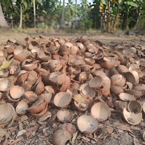 เปลือกมะพร้าวครึ่งซีกสีน้ำตาลธรรมชาติสำหรับงานฝีมือและการเกษตร - Product Image 5