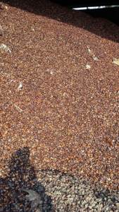 2024 HOT DEAL Residuos de cáscara de nuez de anacardo de alto estándar de proveedor de Vietnam Producto agrícola 100% Natural Vietseafarm VSF_CN - Product Image 2