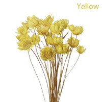 DREA 30pcs/bouquet Brésil Mini Glixia Star Flowers Blossom Dry Daisy Flower Fleurs et plantes séchées