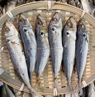 Nouvelle saison, qualité supérieure, sans sable, fruits de mer séchés au soleil naturels, poisson scad rond entier, petits yeux, scad 10 kg, qualité d'exportation, vente en gros