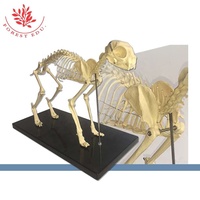 Modèle anatomique d'animal Chat en plastique Modèles de squelette d'animal Squelette de chat Science médicale Squelette de chat