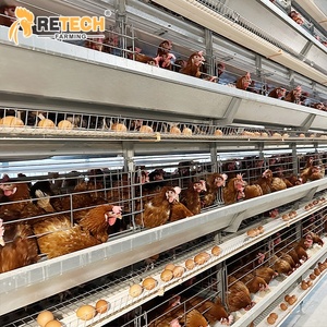 ฟาร์มสัตว์ปีก 30000 ตัว ราคาดี ระบบกรงแบตเตอรี่แบบ H 4 ชั้น สำหรับไก่ไข่ พร้อมระบบเก็บไข่อัตโนมัติ - Product Image 2