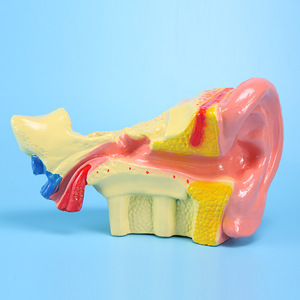 Modelo de anatomía del oído (ampliación 6x) J33212 Equipo para experimentos biológicos Instrumentos de enseñanza para escuelas secundarias - Product Image 3