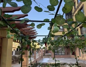 Estructura <span class=keywords><strong>de</strong></span> Soporte para Jardín <span class=keywords><strong>de</strong></span> Tubo <span class=keywords><strong>de</strong></span> Acero Recubierto <span class=keywords><strong>de</strong></span> Plástico para Trepadores, Soporte para Frijoles, Pepinos, Tomates y Luffa, Fabricante - Product Image 3