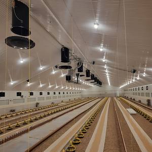 Desain Modern Harga Terjangkau Rumah Peternakan Ayam Prefabrikasi Filipina untuk Ayam Petelur dan Pedaging - Product Image 5