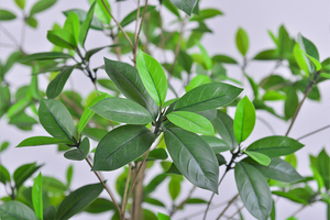 Nouveaux produits : Plante artificielle de mangrove en plastique, 1,2 m, 1,5 m, 1,8 m, 2,1 m, Bonsaï en <span class=keywords><strong>pot</strong></span> pour la décoration intérieure - Product Image 6