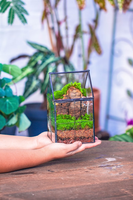 Kit Terarium Tanaman Udara Ramah Lingkungan Modern dengan Vas Kaca dan Bola Kaca untuk Penggunaan di Meja Rumah