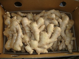 Jengibre con almidón rico Comida fragante Jengibre fresco madurado Jengibre de calidad de grado de exportación Disponible en tamaño mixto - Product Image 6