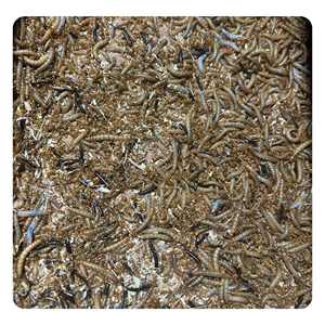 Vente en gros de vers de farine séchés comestibles d'insectes alimentaires naturels à haute teneur en protéines pour animaux de compagnie pour oiseaux - Product Image 6