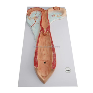 Văn phòng và trường học cung cấp CỪU tử cung Mô hình giải phẫu - Product Image 1