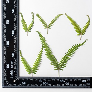 Dicranopteris <span class=keywords><strong>Dichotoma</strong></span> fleur séchée à Double pointe en relief bricolage signets accessoires de bijoux époxy fleur pressée feuilles séchées - Product Image 6