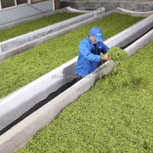 高品质传统黄茶，<span class=keywords><strong>2026</strong></span>年新茶，来自中国安徽省名山，黄山毛峰早春茶 - Product Image 5