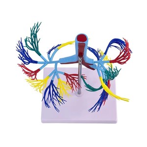 Modèle scientifique médical, modèle coloré de l'arbre bronchique du système respiratoire humain - Product Image 3