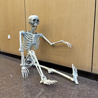 Squelette d'Halloween en plastique grandeur nature de 1,65 m pour décoration de fête, accessoire de maison hantée en plein air, crâne et os pose en position assise