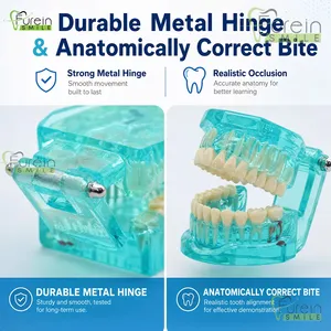 Modelo de Restauración Dental con Dientes Removibles, Implante, Corona y Puente, para Demostración y Estudio, para Educación y Entrenamiento de Dentistas - Product Image 2
