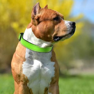 13 warna Solid luar ruangan dapat disesuaikan nilon reflektif kerah anjing bernapas empuk lembut pita Aloi Neoprene untuk berjalan hewan peliharaan - Product Image 5