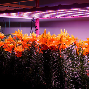 Công nghệ tiên tiến kiểm soát khí hậu trong nhà hệ thống tưới nhỏ giọt dọc - Product Image 5