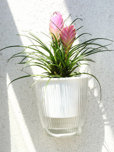 Accrochez le <span class=keywords><strong>pot</strong></span> paresseux <span class=keywords><strong>au</strong></span> <span class=keywords><strong>mur</strong></span> Tenture murale créative Décoration intérieure <span class=keywords><strong>Pot</strong></span> <span class=keywords><strong>de</strong></span> <span class=keywords><strong>fleur</strong></span> <span class=keywords><strong>Pot</strong></span> <span class=keywords><strong>de</strong></span> plante succulente et ensemble <span class=keywords><strong>de</strong></span> support en gros blanc - Product Image 3