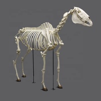Squelette de cheval grandeur nature en acier et fibre de verre de haute qualité pour les expositions muséales, les parcs d'aventure et l'utilisation en intérieur