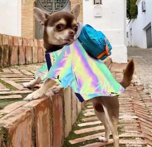 Vente en gros logo personnalisé <span class=keywords><strong>chaud</strong></span> <span class=keywords><strong>grand</strong></span> <span class=keywords><strong>chien</strong></span> réfléchissant imperméable <span class=keywords><strong>manteau</strong></span> <span class=keywords><strong>pour</strong></span> <span class=keywords><strong>chien</strong></span> - Product Image 6