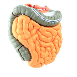 Modelo de Estructura del Intestino Delgado, Colon, Baqueta, Sistema Digestivo, Órgano Médico Humano, Modelo Anatómico para Enseñanza, PVC - Product Image 1