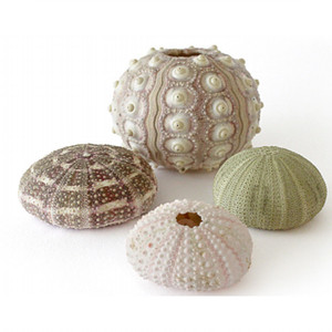 Conchiglie Marine Naturali Eco-Friendly in Materiale Organico con Campione Gratuito per Artigianato, Decorazioni per la Casa e Regali 150g - Product Image 3