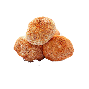 Estratto di Fungo Criniera di Leone Biologico 10% Polisaccaridi 30% Beta Glucano Estratto di Criniera di Leone - Product Image 2