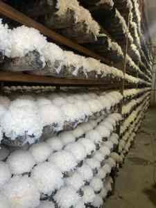 Estratto di criniera di leone di alta qualità 100% estratto biologico di Hericium Erinaceus fungo criniera di leone in polvere - Product Image 6