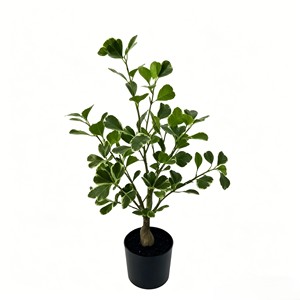 Planta de hojas anchas de caucho con acabado brillante de lujo, con hojas ovaladas gruesas para esquina de oficina, pasillo de hotel, sala de estar, estilo moderno minimalista. - Product Image 1