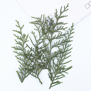 Hojas de Arborvitae Chinas Secas y Prensadas, Follaje Natural de Platycladus <span class=keywords><strong>Orientalis</strong></span> y <span class=keywords><strong>Thuja</strong></span> para Manualidades con Resina, Decoración del Hogar - Product Image 6