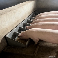 Mangeoire à porcs en acier inoxydable à plusieurs compartiments, équipement d'élevage porcin