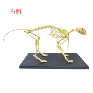 Modelo de <span class=keywords><strong>esqueleto</strong></span> <span class=keywords><strong>humano</strong></span> para hombre, juguete de alta calidad, con <span class=keywords><strong>esqueleto</strong></span> de Animal - Product Image 4