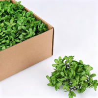 Hydrangea Préservée, Fleur Séchée 100g, Matériel Floral en Bois d'Hydrangea Préservé à la Glycérine en Boîte pour Bricolage et Décoration de Mariage