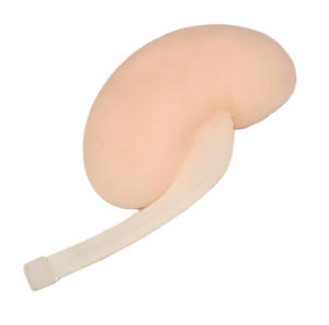 Modelo de punción <span class=keywords><strong>renal</strong></span> guiada por ultrasonido de ciencia médica para enseñar modelo de entrenamiento de intervención <span class=keywords><strong>renal</strong></span> por ultrasonido - Product Image 5