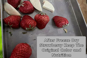 Home Freeze Dryer Machine for Food Preservation and Long Term Storage - Product Image 3