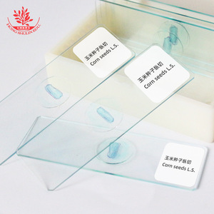 Sección longitudinal de semilla de maíz, radícula, hipocotilo, plumulo, preparado en portaobjetos para la explicación en el enseñanza en la escuela secundaria - Product Image 1