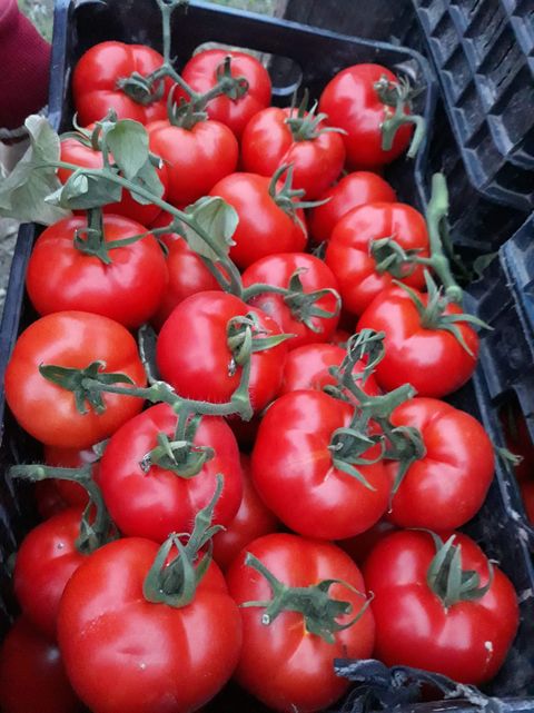 98% फेरस सल्फेट / फेरस सल्फेट / FeSO4 / FeSO4.7H2O / FeSO4.H2O कैस 7720-78-7 4