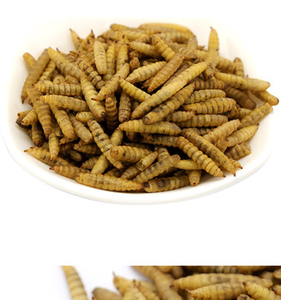 Cá cảnh cá ăn mealworm khô côn trùng - Product Image 2