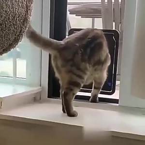 Puerta para Mascotas A0432 con Cierre Magnético, Puerta con Pantalla y Solapa Bloqueable Automática, Resistente, para Mascotas Pequeñas, Cachorros, Perros y Gatos - Product Image 2