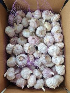Alho Fresco Roxo em Saco de 5kg Embalagem a Granel Atacado - Product Image 5