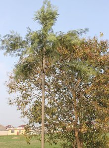 Thảm thực vật chống hồng ngoại và chống Radar cây nhân tạo cây ngụy trang ngoài trời - Product Image 6