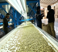Ligne de traitement des grains de café industrielle Mufeng 10T/H avec trieuse chromatique et calibreuse
