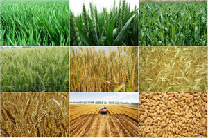 Materia Prima <span class=keywords><strong>de</strong></span> Trigo <span class=keywords><strong>de</strong></span> Primera Calidad, Control Estricto del Proceso <span class=keywords><strong>de</strong></span> Producción, VITAL WNEAT GLUTEN - Product Image 2